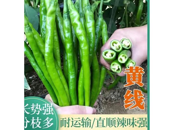 黃線
